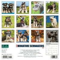 Willow Creek Apăsați Doar Miniatură Schnauzers Perete Calendar