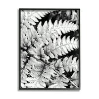 Stupell Indtries Forest Fern Fronds Contrast ridicat Fotografie alb-negru, 30, Design de Gail Peck