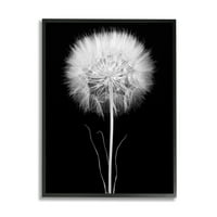 Stupell Industries modern Fluffy Dandelion Stem Fotografie alb-negru încadrată artă de perete, 14, Design de Jadei Graphics