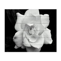 Marcă comercială Artă Plastică 'Gardenia în alb și negru' artă de perete din lemn artă de Kurt Shaffer