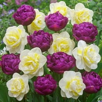 Van Zyverden Tulip Dublu Negrita Bulbi De Flori Latente, Plin Soare, Violet