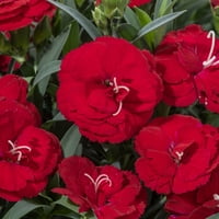 Case Și Grădini Mai Bune-2. Quart Multicolor Dianthus Cadență Constantă Perenă-Plante Vii