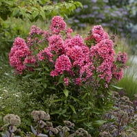 Van Zyverden înalt Phlo Paniculata Cleopatra Set de rădăcini de plante roz parțial soare parfumat lb