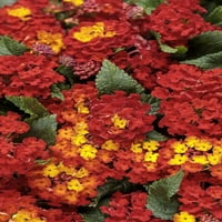 4-Pachet, 4. în. Grande, Zemos Zona Roșie A Modelului Royale, Plantă Vie, Flori Roșii