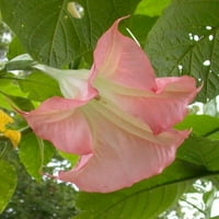 Îngeri trompeta Live tropicale plante mari parfumate roz flori starter pot