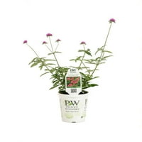 4-Pachet, 4. în. Grande Truffula Pink Globe Amaranth Plantă Vie, Flori Roz