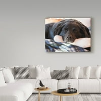 Marcă comercială Fine Art 'Doggone obosit' Canvas Art de Brenda Petrella Photography Llc