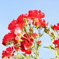 4-ft red Drift Rose Tree - tolerant la secetă-flori spectaculoase