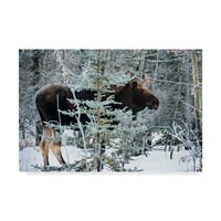 Marcă comercială Fine Art 'Moose Profile' Canvas Art de Brenda Petrella Photography Llc