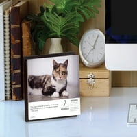 Willow Creek Apăsați Ceea Ce Pisicile Ne Învață Bo Calendar, Desktop Zilnic
