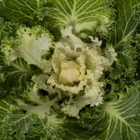 Expert grădinar 2.5 QT Ornamentale Alb Kale plin soare plante vii cu ghivece cultivator