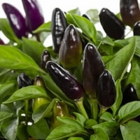 Grădinar Expert 1QT plante vii Ornamentale de ardei violet cu ghivece de Cultivator