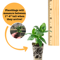 Ferry-Morse Plantlings plante vii pentru copii 1-3in. Set de pornire pentru grădină de flori, PK-prietenos cu containerele-Petunia