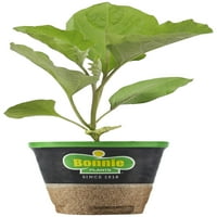 Bonnie Plants Vinete De Tip Black Beauty