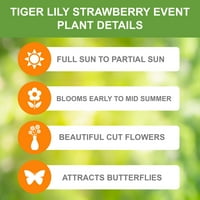 Garden State Bulb Tiger Lily Căpșuni Eveniment Bulbi De Flori