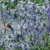 Van Zyverden Sea Holly apă înțelept polenizator rădăcini de plante albastru plin soare polenizator peren lb