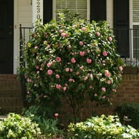 Grădinar Expert 3,25 G Camellia Debutante Plante Vii Plin Soare Roz